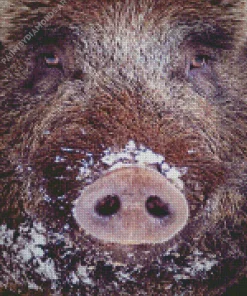 Boar Face Diamond Painting