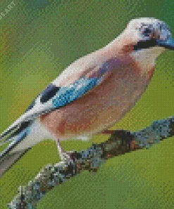 Eurasian Jay Bird On A Branch Diamond Painting