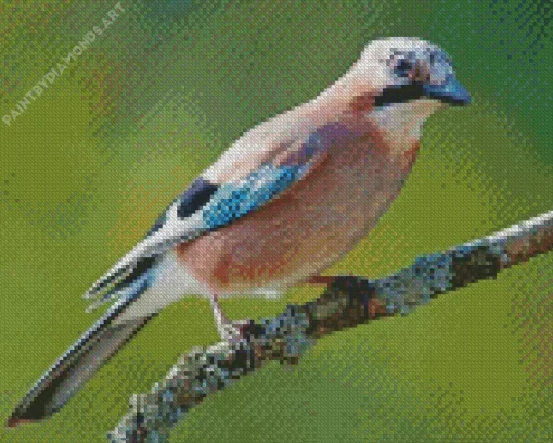 Eurasian Jay Bird On A Branch Diamond Painting