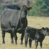 The Aberdeen Angus Diamond Painting