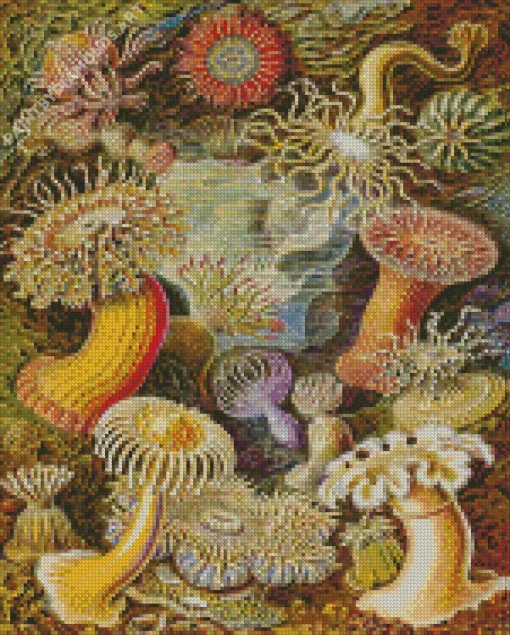 Actiniae By Ernst Haeckel Diamond Painting