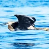 Bird Flying Over Ocean Diamond Painting