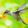 Bird On Flowers Diamond Painting