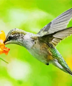 Bird On Flowers Diamond Painting