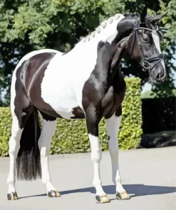 Black And White Pinto Horse Diamond Painting