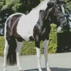 Black And White Pinto Horse Diamond Painting