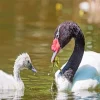 Black And White Swans Diamond Painting