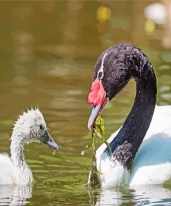 Black And White Swans Diamond Painting