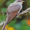 Black Billed Cuckoo Diamond Painting