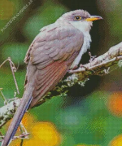 Black Billed Cuckoo Diamond Painting