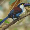 Black Billed Mountain Toucan Diamond Painting