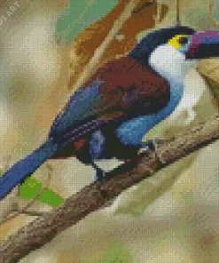 Black Billed Mountain Toucan Diamond Painting