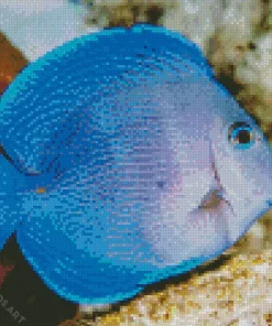 Blue Tropical Fish Diamond Painting