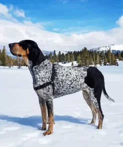 Bluetick Coonhound Diamond Painting