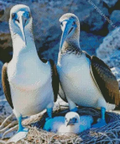 Booby Bird Family Diamond Painting