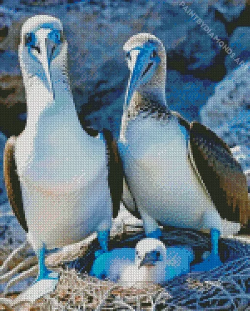 Booby Bird Family Diamond Painting