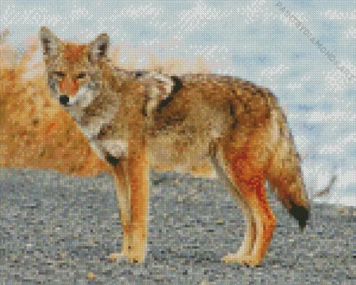 Coyote Face Diamond Painting