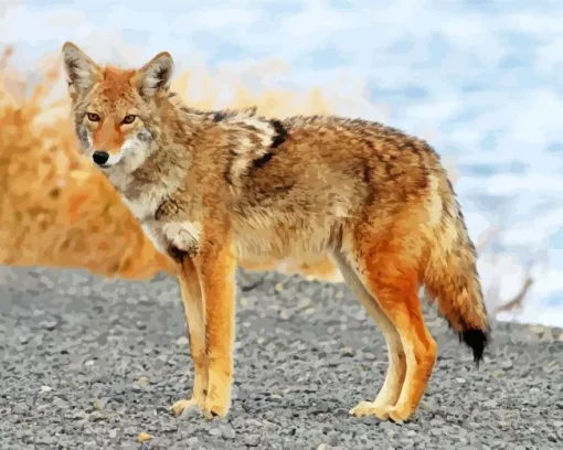 Coyote Face Diamond Painting