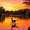 Dog At Sunset Diamond Painting