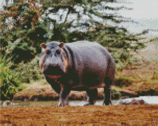 Gray Hippopotamus Diamond Painting