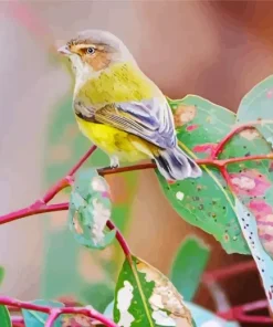 Grey And Yellow Bird Diamond Painting