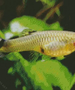 Guppy Fish Diamond Painting