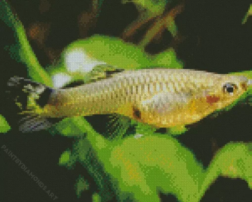 Guppy Fish Diamond Painting