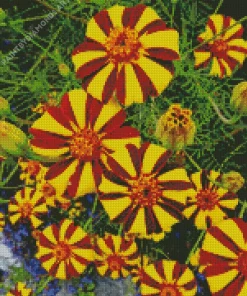 Harlequin Marigold Diamond Painting