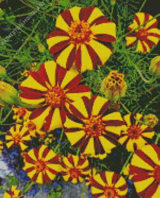 Harlequin Marigold Diamond Painting