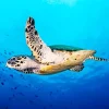 Hawksbill Sea Turtle Diamond Painting