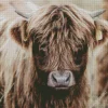 Highland Baby Cow Diamond Painting