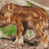 Hog Baby Animal Diamond Painting