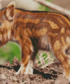 Hog Baby Animal Diamond Painting