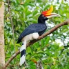 Hornbill Bird Diamond Painting