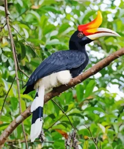 Hornbill Bird Diamond Painting