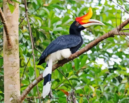 Hornbill Bird Diamond Painting