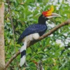 Hornbill Bird Diamond Painting