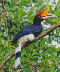 Hornbill Bird Diamond Painting