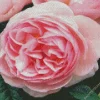 Pink Heirloom Rose Diamond Painting