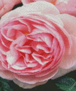 Pink Heirloom Rose Diamond Painting