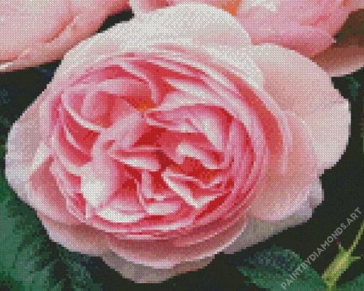 Pink Heirloom Rose Diamond Painting