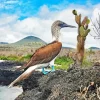 Blue Footed Booby Bird Diamond Painting