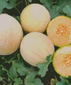 Cantaloupe Melon Diamond Painting