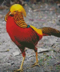 Golden Pheasant Diamond Painting