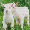 American Pygmy Goats Diamond Painting