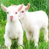 American Pygmy Goats Diamond Painting