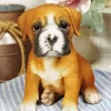 Brown Boxer Puppy Diamond Painting
