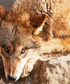 Brown Wolf Animal Diamond Painting