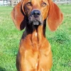 Brown Coonhound Dog Diamond Painting
