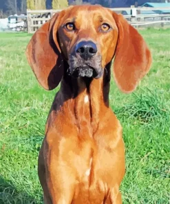 Brown Coonhound Dog Diamond Painting